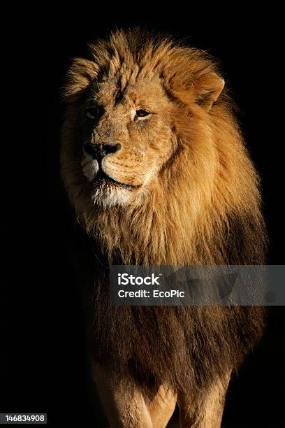 Большой Мужской Африканский Лев — стоковые фотографии и другие картинки Африка - Африка, Большая кошка, Величественный