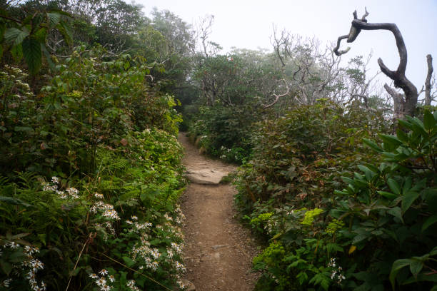 istock Craggy Gardens Trail Slope 1468349206