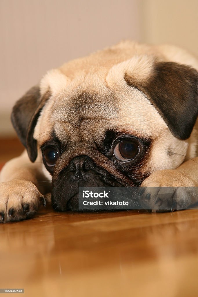 Look Sweet pug looking at you Animal Stock Photo