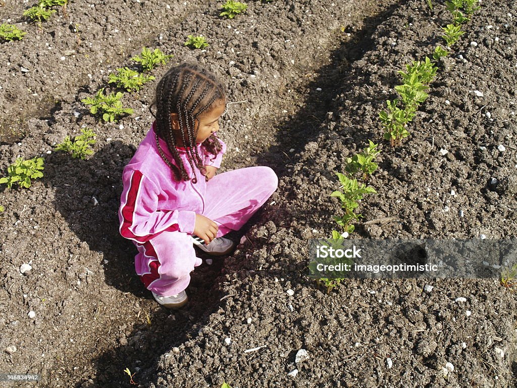 Campo di patate - Foto stock royalty-free di Agricoltore