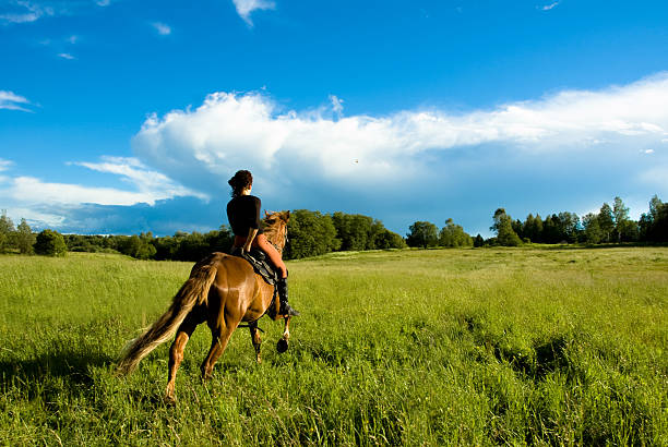 cavallo - ballad foto e immagini stock