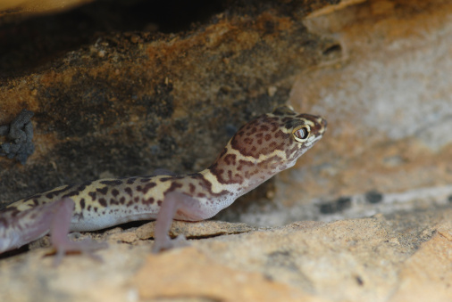 A Texas banded gecko checking the rock crevices for prey.