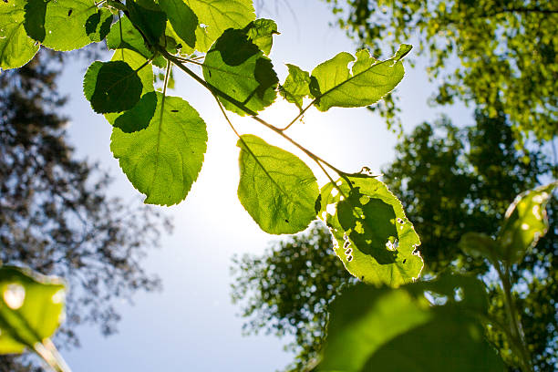 foliage and sun against sky background stock photo