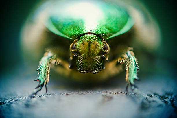 Beetle closeup stock photo