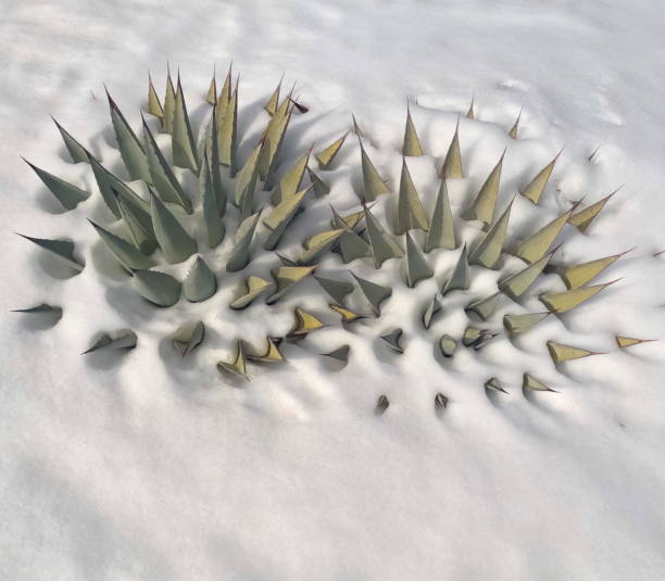 Slowed down spring