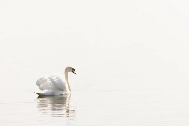 A majestic swan swimming into the morning haze