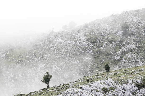 hills entre o nevoeiro - foto de acervo