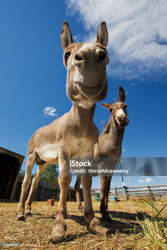 Donkeys - 로열티 프리 가축 스톡 사진