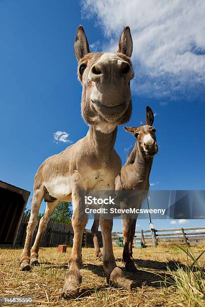 Donkeys 가축에 대한 스톡 사진 및 기타 이미지 - 가축, 갈색, 구름