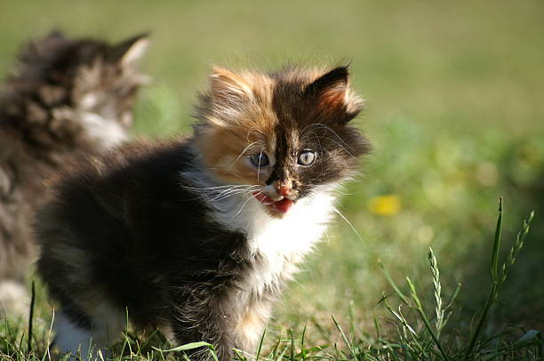 Kitten stock photo