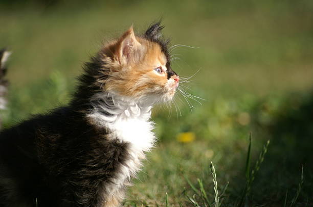 Kitten stock photo