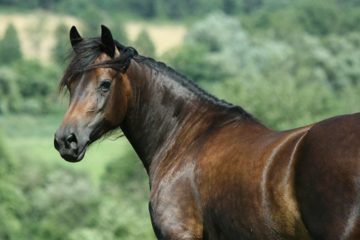 Brown welsh cob mare looking