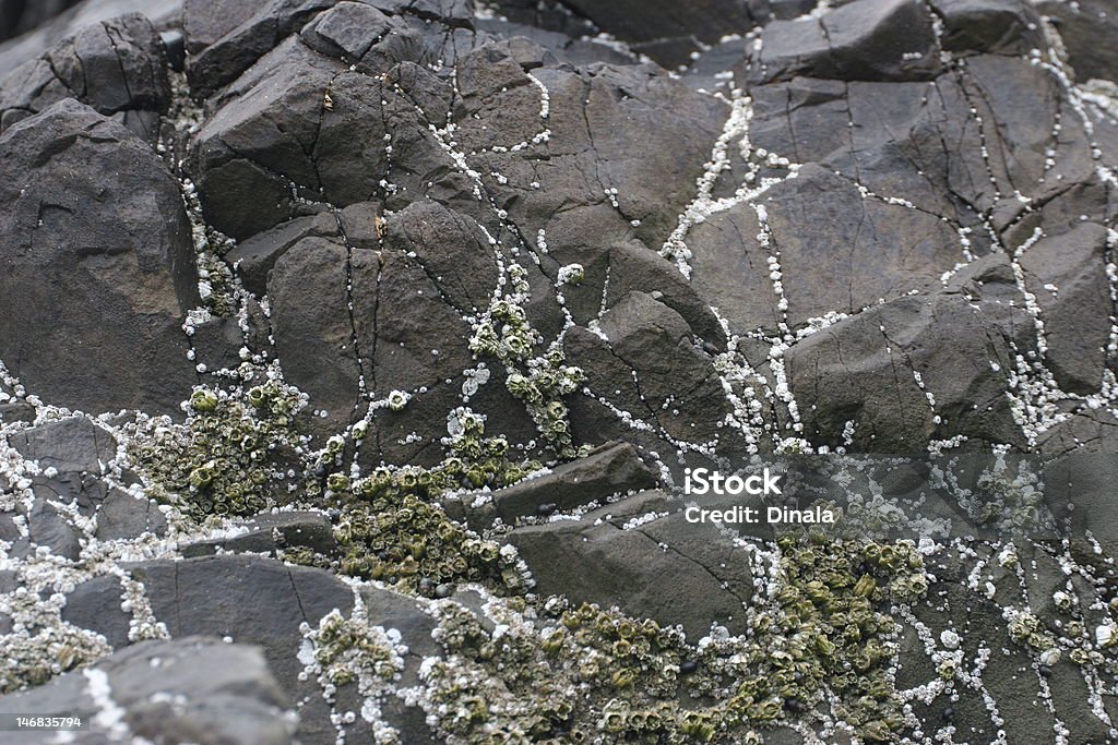 Barnacles na rock - Foto de stock de Bege royalty-free