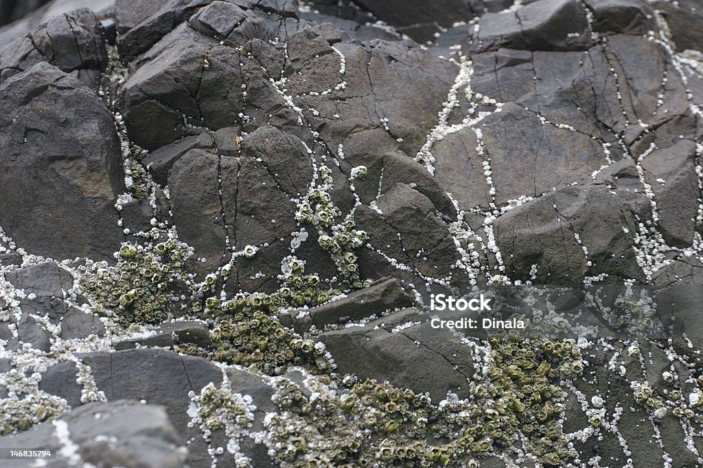 Barnacles de rock - Royalty-free Bege Foto de stock