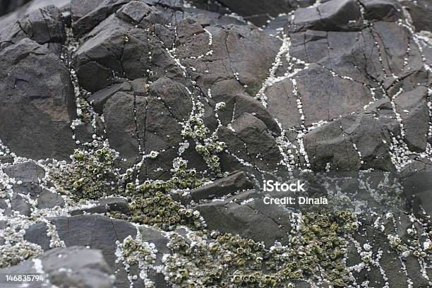 Foto de Barnacles Na Rock e mais fotos de stock de Bege - Bege, Branco, Craca