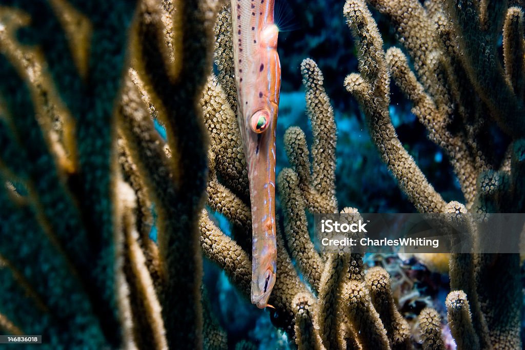 Trumpetfish in Gorgonian Sea Rod Coral Trumpetfish hiding in Gorgonian Sea Rod Coral Animal Wildlife Stock Photo