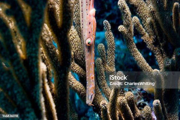 Trumpetfish In Gorgonian Sea Rod Coral Stock Photo - Download Image Now - Animal Wildlife, Animals In The Wild, Camouflage