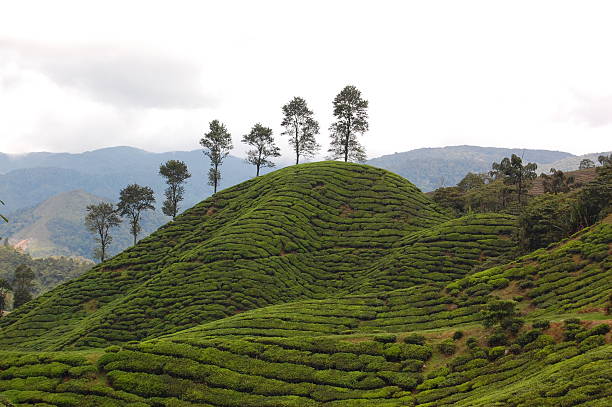 Plantación de té - foto de stock