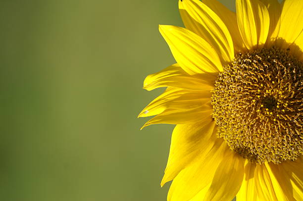 Sunflower stock photo