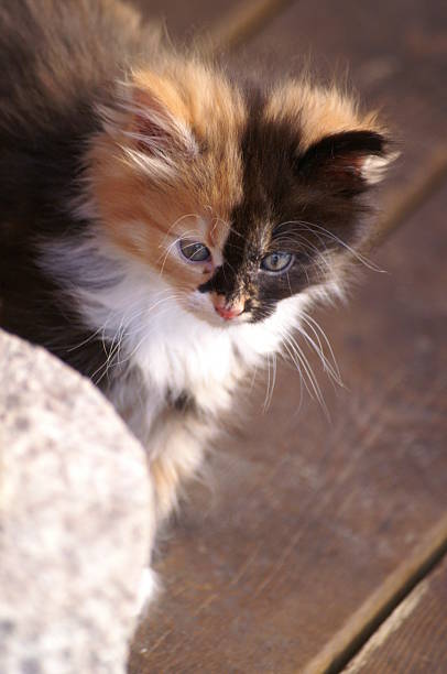 Kitten with blue eyes (series) stock photo