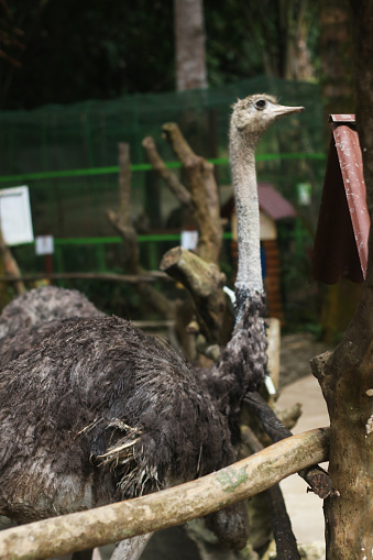 Close up of an ostrich in a mini zoo.