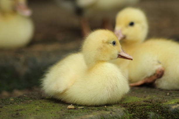 istock baby muscovy duck 1468364226