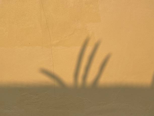 Natural leaf shadows  on cream color wall at home at sunrise