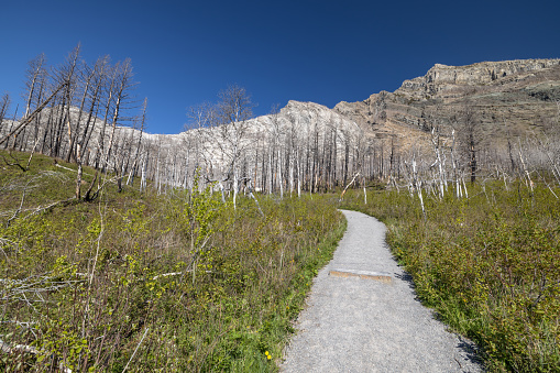 Bear's Hump Trail in Waterton Lakes National Park, Alberta, Canada