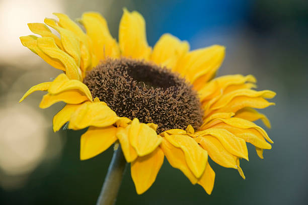 sunflower stock photo