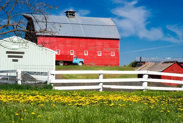 The red barn, blue truck, white fence and field of wildflowers provide a charming rural scene in Eastern Washington State.