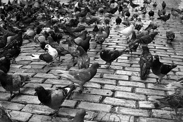 istock Pigeons on street 146836681