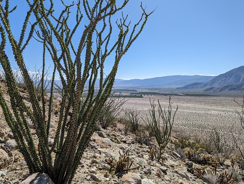 Yucca plant in foreground of desert landscape, with volcanic rock formations in the background.