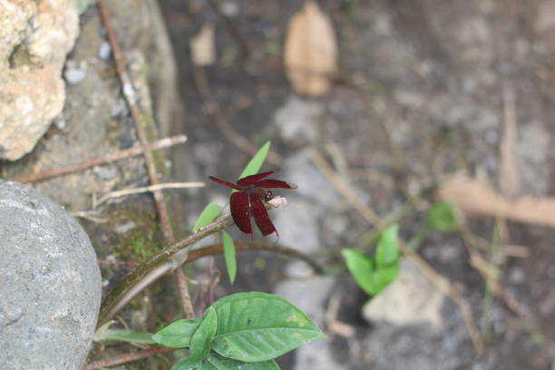 Free Stock Photo of Red dragonfly and plant | Download Free Images and ...