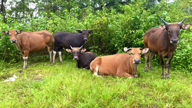 herd of cows are grazing or eating grass in the garden or grass
