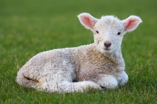 New-born lamb in spring, his pink ears standing out against the background of green grass.