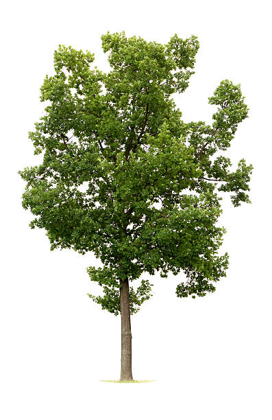 aislado oak tree - english oak fotografías e imágenes de stock