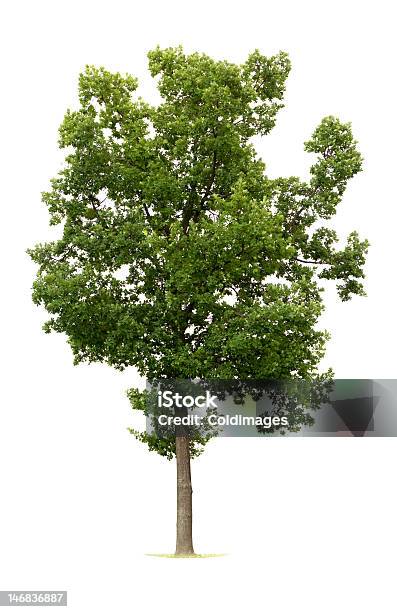 Aislado Oak Tree Foto de stock y más banco de imágenes de Roble inglés - Roble inglés, Recortable, Crecimiento