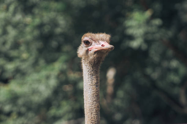 istock Bukidnon Zoo Animal 1468369096