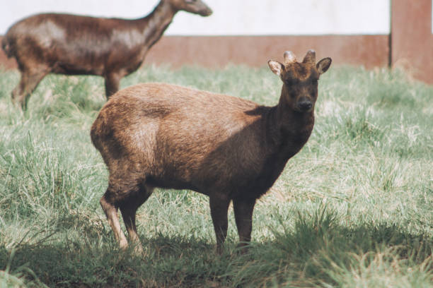 istock Bukidnon Zoo Animal 1468369125