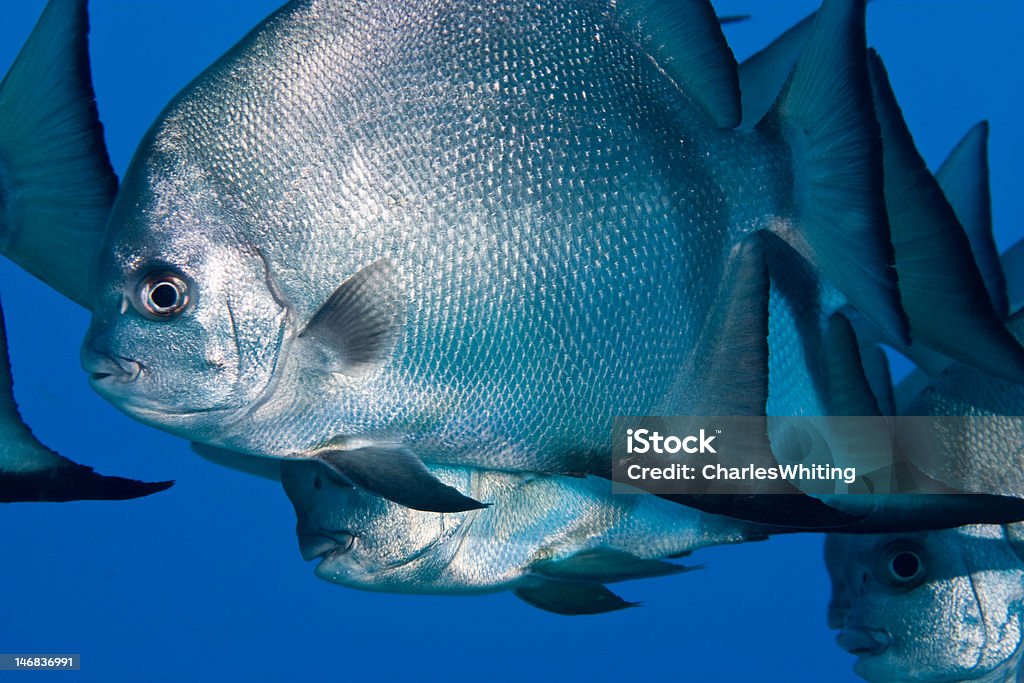 Spade Fish Colours Atlantic Spadefish Stock Photo - Download Image Now - Animal Fin ...