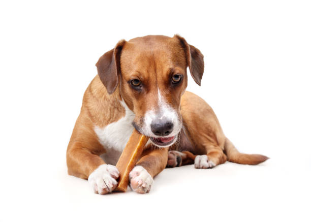 Happy dog with chew stick in mouth and between paws. stock photo
