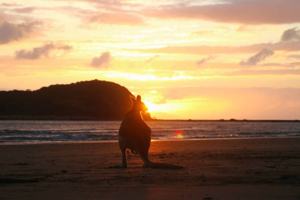 istock Wallaby at sunrise on the beach 1468370478