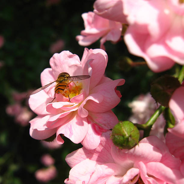microlife입니다. rosebush, 벌 시청함 꽃가루. - pollenate 뉴스 사진 이미지