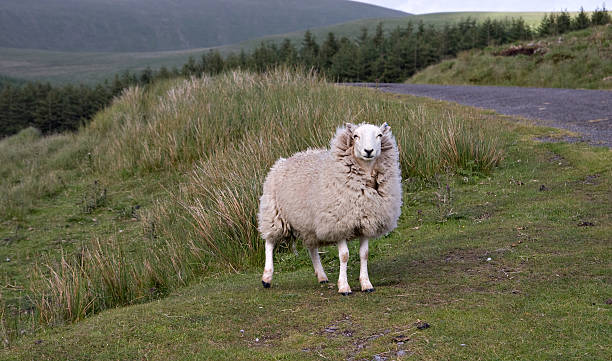 Sheep queen stock photo