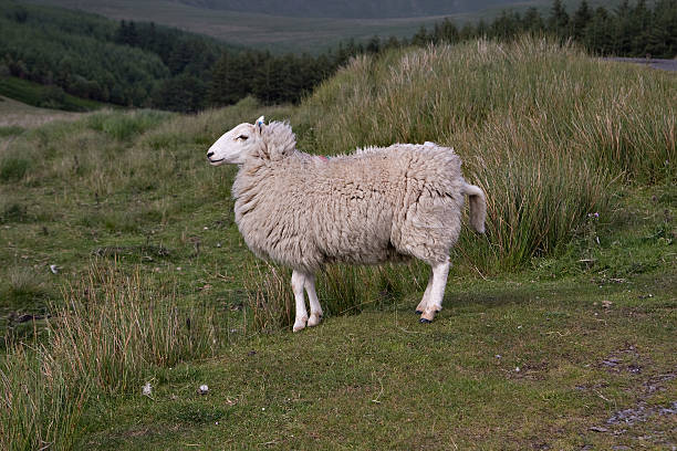Sheep on a hill stock photo