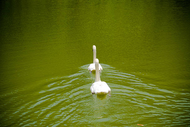 A couple of white swan swimming in the green lake