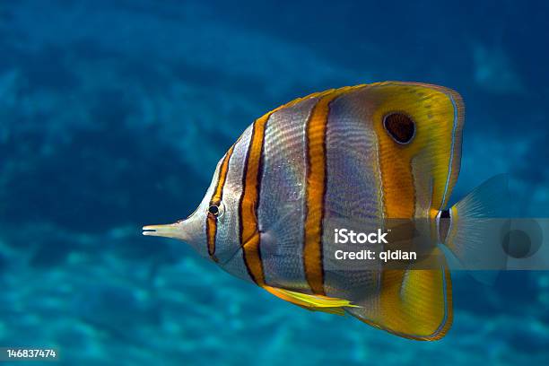 Bflyfish Foto de stock y más banco de imágenes de Agua - Agua, Aleta - Parte del cuerpo animal, Aleta de cola - Parte del cuerpo animal