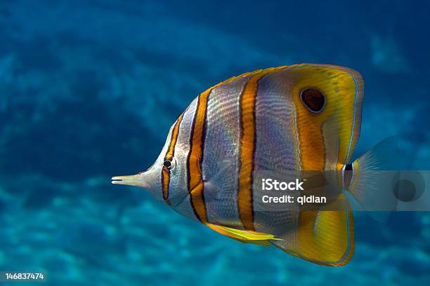Foto de Bflyfish e mais fotos de stock de Animal - Animal, Animal selvagem, Barbatana - Parte do corpo animal