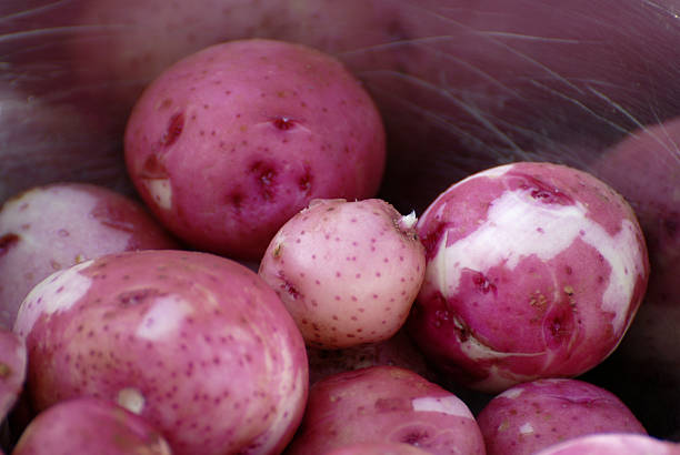 Baby Red Potatoes stock photo
