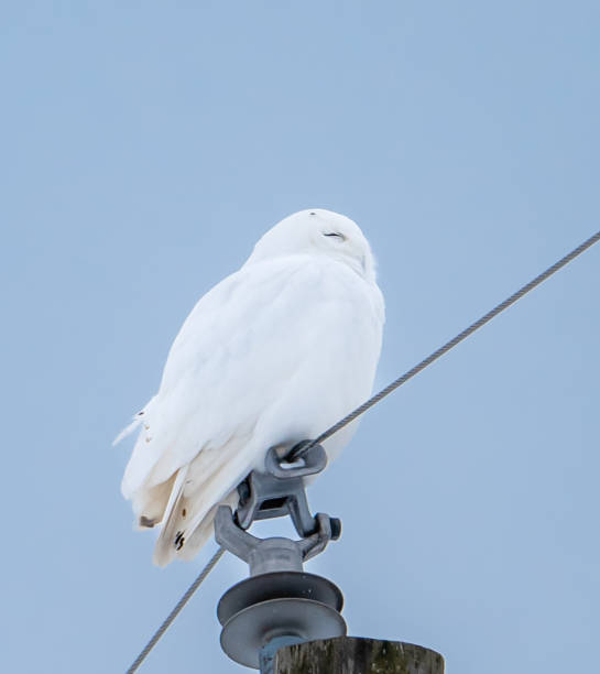 Male snowy owl perched on utility pole on winter day in Canada.